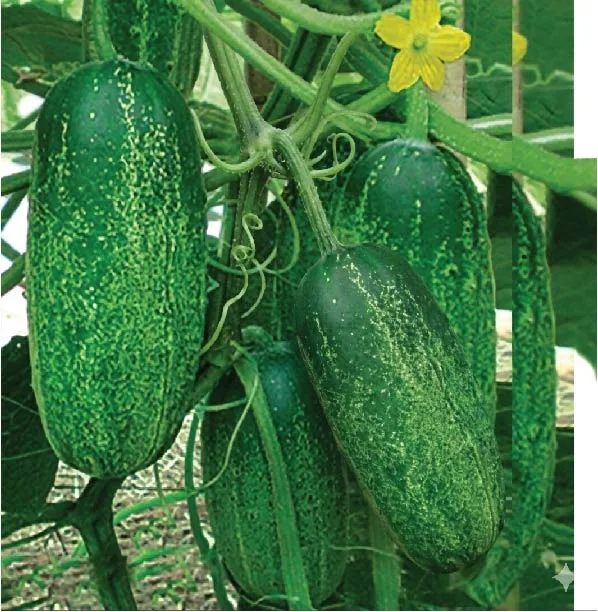 নওগাঁ স্টার